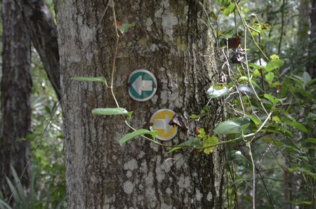 Green-Yellow trail marker with smilax vine